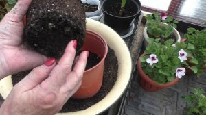 Пеларгонии ангелы начали цветение. Пересадка в большие горшки