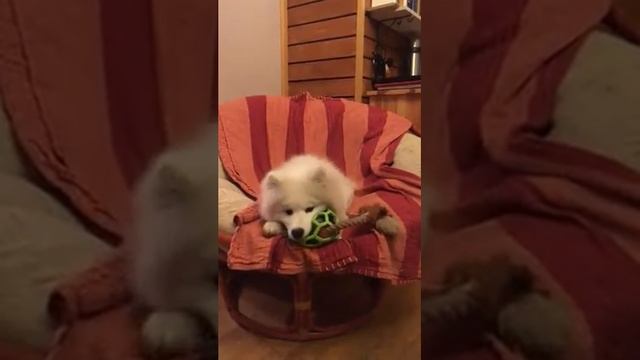 Сеня: как освободить лису?!