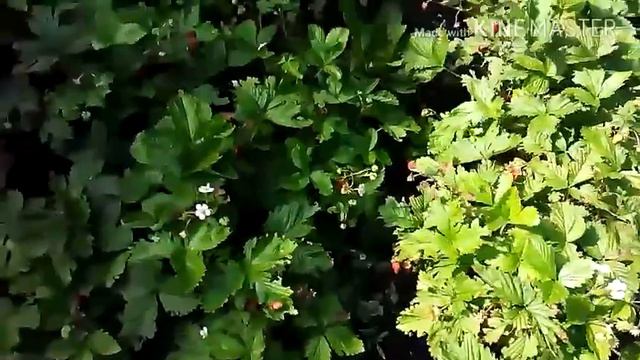 Пик цветения роз у меня и мое любимое питание! смотреть онлайн