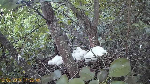 Гнездо ястреба-перепелятника №2/The sparrowhawk`s nest №2. смотреть онлайн