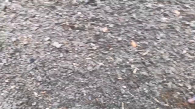 Подзимний влагозарядковый полив - для лучшей перезимовки деревьев и кустарников смотреть онлайн