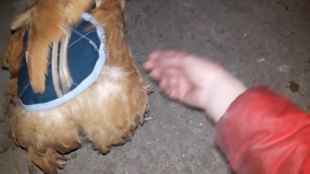 ???ПОПОНЫ ДЛЯ КУР ЧТОБЫ ПЕТУШКИ НЕ РВАЛИ СПИНКИ КУРОЧКАМ ??? смотреть онлайн