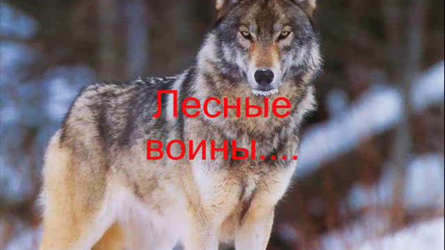 Волки смотреть онлайн