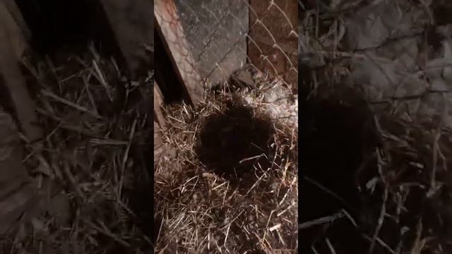 сбор яичек утиных смотреть онлайн