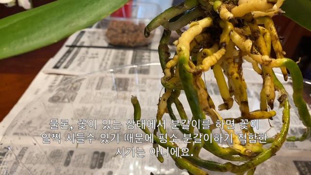 선물받은 호접란 왜 매번 보내버릴까? 호접란 꽃이 피어있어도 분갈이 하는 이유 The reason why I repot the beautiful Phalaenopsis Orchi смотреть онлайн