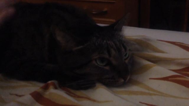 Что будем делать сегодня вечером? смотреть онлайн