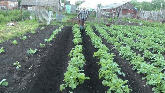 Окучивание картофеля мотоблоком Ока смотреть онлайн