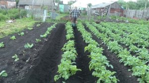 Окучивание картофеля мотоблоком Ока