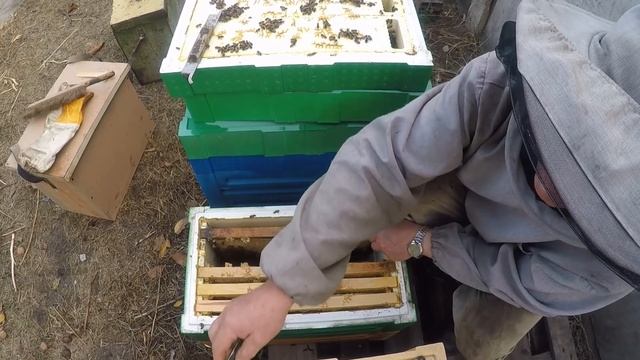 Как и когда объединить отводки в зиму смотреть онлайн