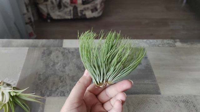 Тилландсии. Новинки с цветочной выставки. смотреть онлайн