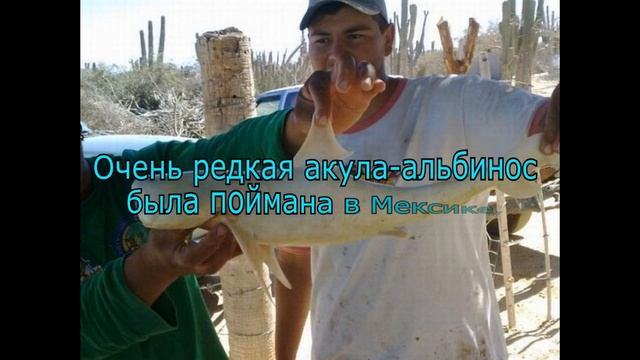 Самая редкая рыба в мире смотреть онлайн