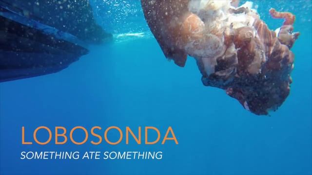 Whale watching - Some kind of Squid смотреть онлайн