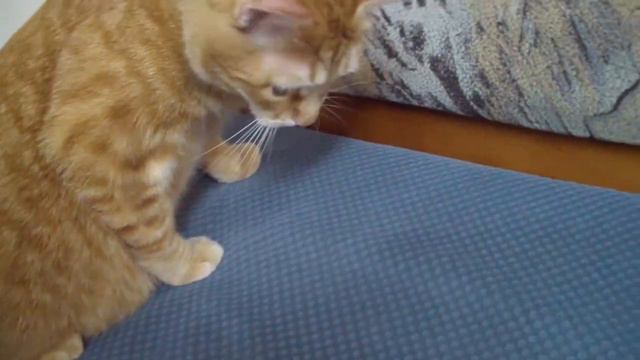 Кот Вася моет лапы смотреть онлайн