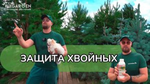 Защита хвойных
