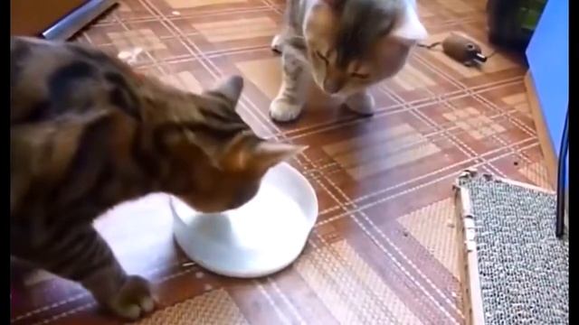 ПРИКОЛЫ С КОТАМИ СМЕШНАЯ ОЗВУЧКА ГОЛОСОМ ГУГЛ #2 смотреть онлайн