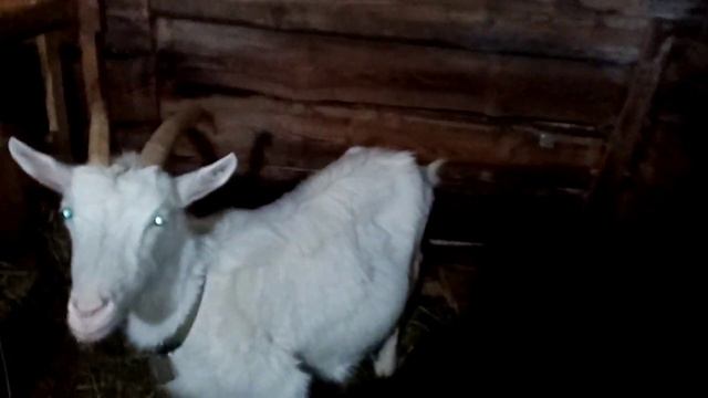 Коза перед окотом за4 дня смотреть онлайн