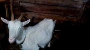 Коза перед окотом за4 дня