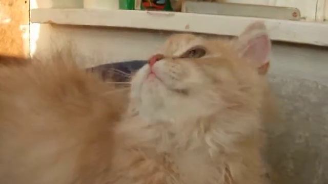 Персидский светло рыжий кремовый котенок смотреть онлайн