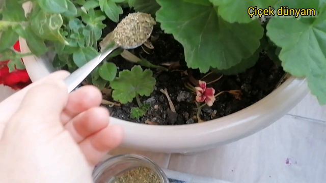 1 ÇAY KAŞIĞI YETERLİ OLUYOR SARDUNYA CEYLANGÖZÜ ŞAHANE BALKON ÇİÇEKLERİM SİNEKLENMEYE SON