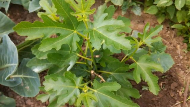 ВЫРАЩИВАЕМ ИНЖИР ИЗ СЕМЯН! ЧТО ПРОИЗОШЛО С СЕЯНЦЕМ? 2 ЧАСТЬ! смотреть онлайн