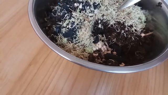 Сроки черенкования пеларгоний смотреть онлайн