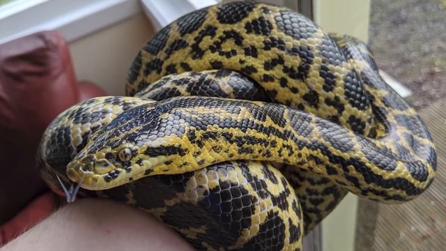 10 Most Giant Snakes Explained смотреть онлайн