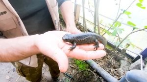 И снова,иглистые тритоны и шпорцевые лягушки.