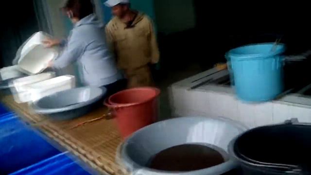 Технология получения и оплодотворения осетровой икры (перезалитое видео) смотреть онлайн