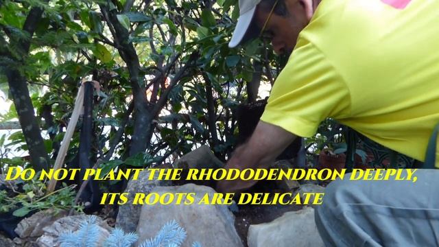Gardeners World 2022 Episode 18 How To Plant A Rhododendron ( Blue Jay Hybrid Ponticum Variety )