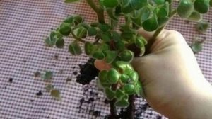 Пересадка аихризона. Какой грунт и горшок нужен растению.