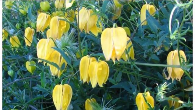 Эремурус, Тамариск и др. Засуха им не страшна. Садовые растения которые не нужно поливать. смотреть онлайн