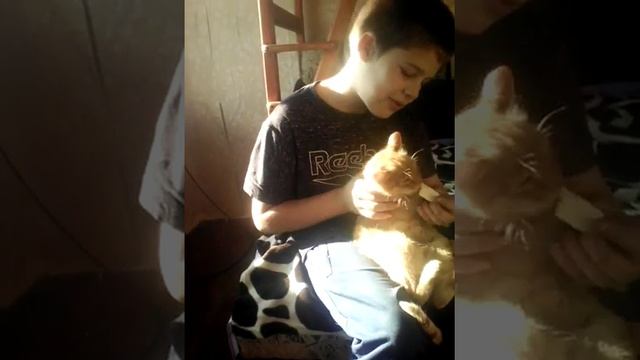 Кот ест вафли смотреть онлайн