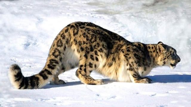 Колыбельная Медведицы из м/ф Умка смотреть онлайн