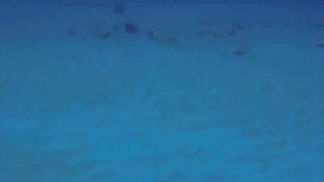 Почему акула не есть дайвера. смотреть онлайн