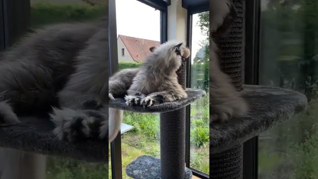 Красавец кот смотреть онлайн