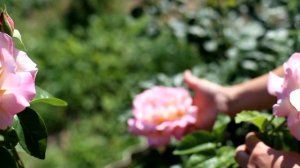 Чайно-гибридная роза ГЛОРИЯ ДЕЙ (Rose Gloria Dei)