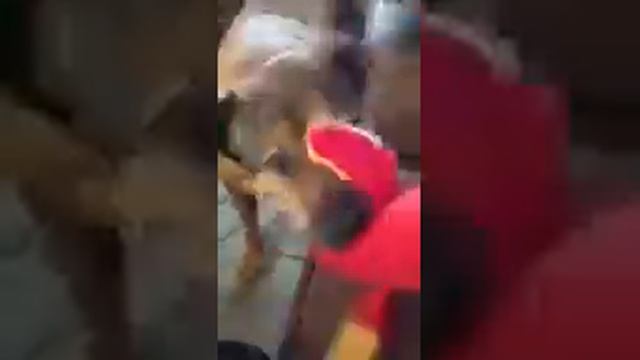 Dog vs Parquet смотреть онлайн
