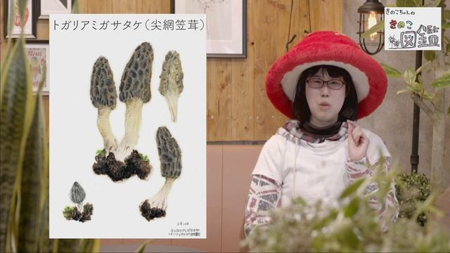 きのこちゃんのきのこ図鑑『トガリアミガサタケ』 смотреть онлайн