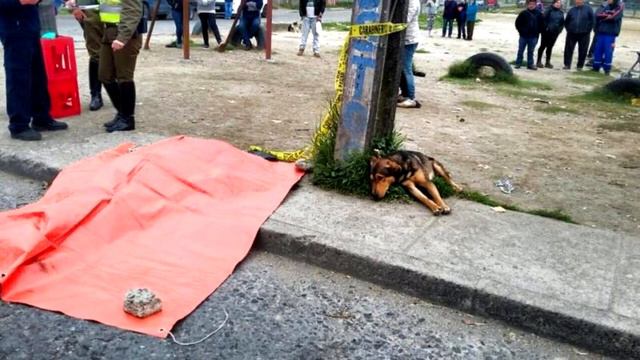 Кажется, что это обычное фото собаки. Вы не сдержите слёз, узнав, куда она смотрит…😭 смотреть онлайн