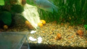 Ампулярии польза или вред? Чем кормить и условия содержания смотрите видео!