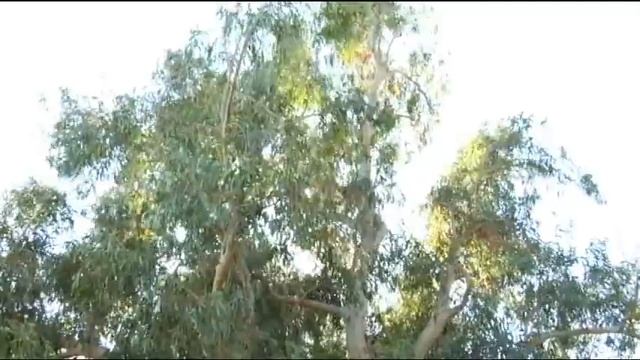 Eucalyptus Globulus - Prune Like a Pro смотреть онлайн