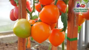 БОМБИЧЕСКИЕ ТОМАТЫ ОТ АГРОФИРМЫ ПАРТНЕР