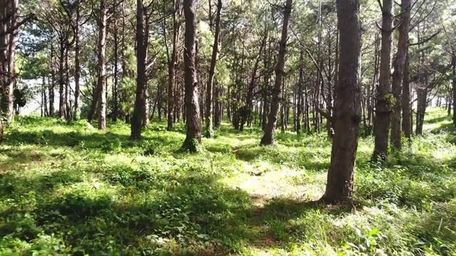 Therapeutic music for deep sleep and recuperation - Лечебная музыка для глубокого сна смотреть онлайн