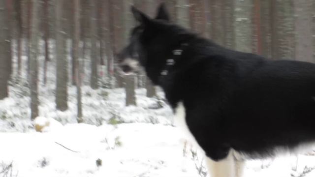 Восточносибирская лайка Буян