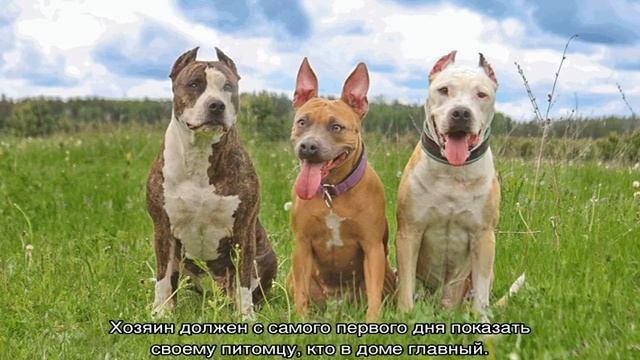Питбуль и стаффорд: отличия терьеров, в чем разница смотреть онлайн