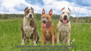 Питбуль и стаффорд: отличия терьеров, в чем разница