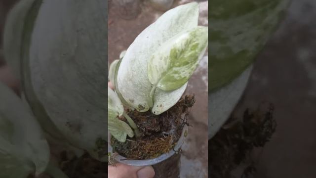Scindapsus Mayari 'exotica variegata' - Fazza Nursery | Popular plant смотреть онлайн