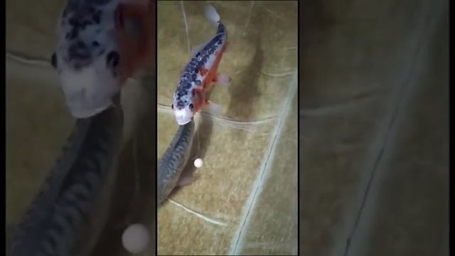 Coronovirus. Carpfishing During Quarantine.  Коронавирус. Рыбалка на карантине.
