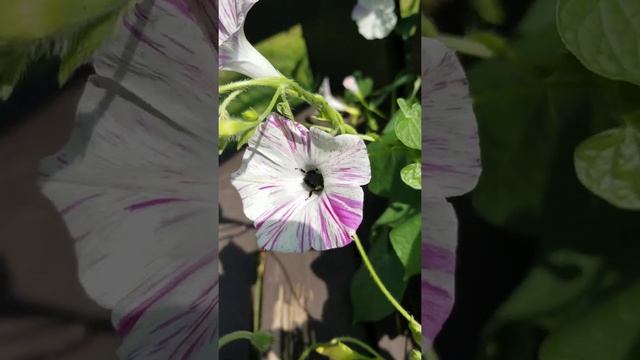 Honey Bee collecting nectar from morning glorys смотреть онлайн