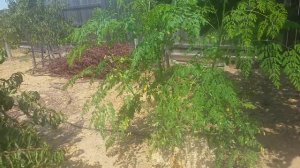 Наше деревце моринги масличной через 1,5 месяца после посадки в грунт.(Russian)